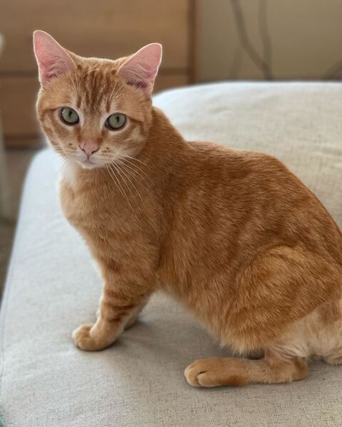 SPECULOOS 200 35000 Rennes