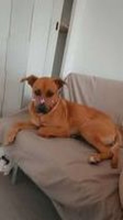   Chien REX à l adoption 