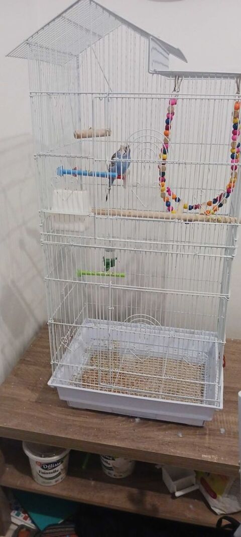 Cage oiseau 50 Toul (54)