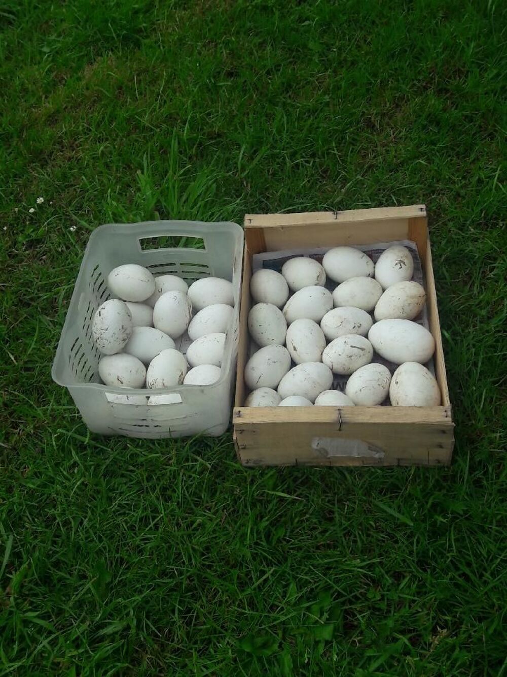   Oeufs Oie de Guinée  