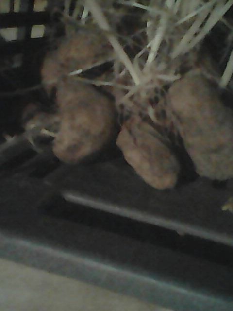 Pomme de terre Amandine � d�germer pour manger. 10 Sonnaz (73)