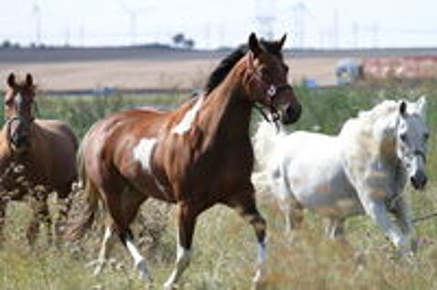   cheval american 