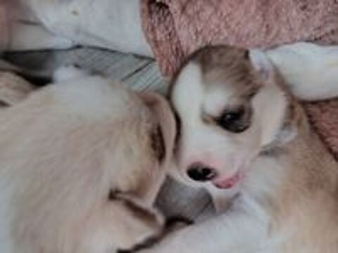   A réserver chiots husky sibérien pure race  