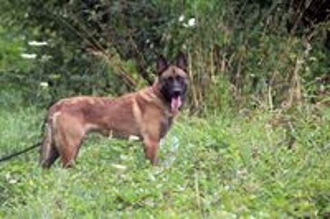   THYRION, magnifique Malinois à adopter via l'association UMA 