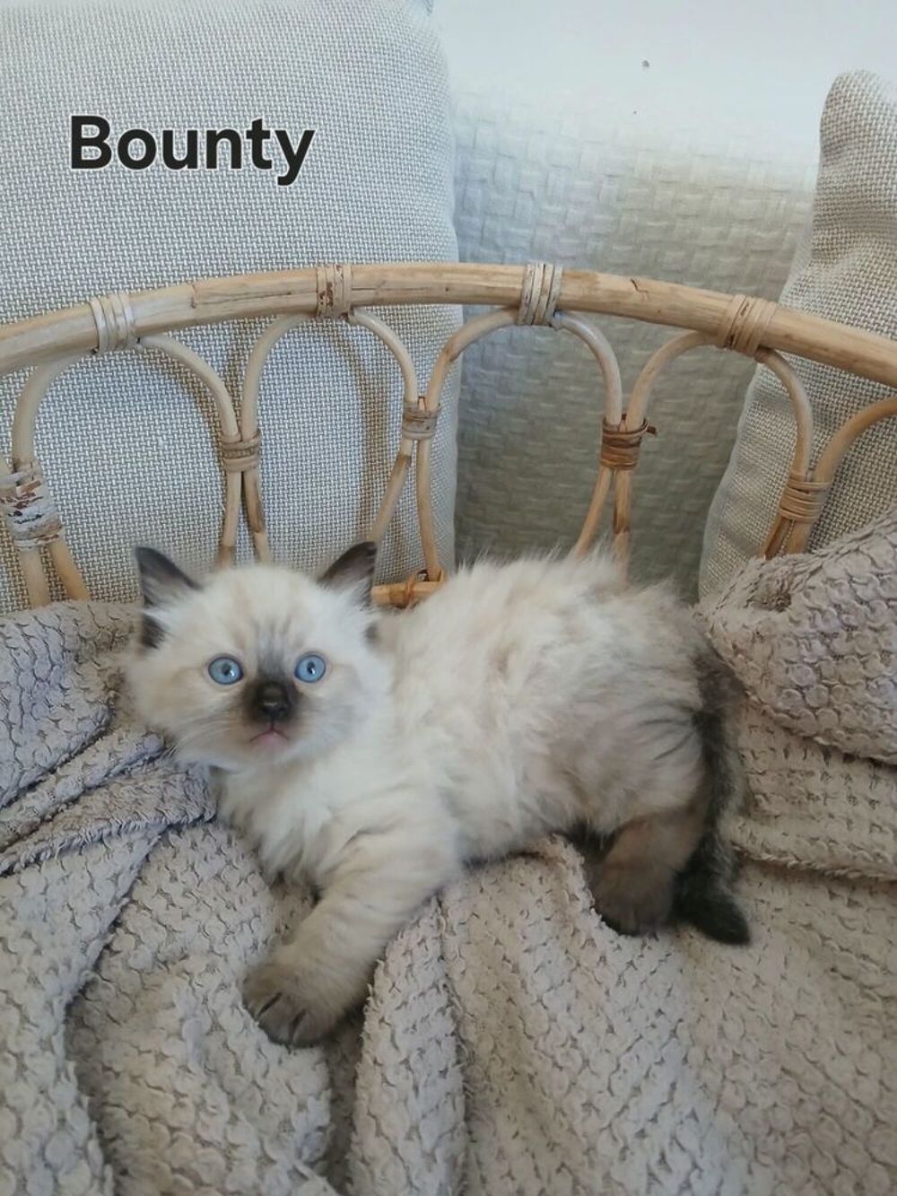   Chatons Ragdoll 