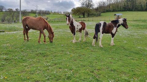 Pension pour chevaux o&ugrave; poney 1 69490 Ancy