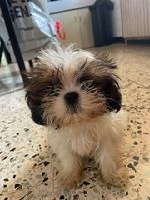   Chiot type shih tzu 