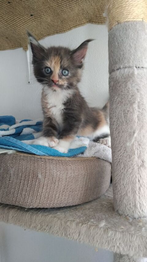 Adorables chatons Maine Coon &agrave; r&eacute;server m&acirc;les et femelles 1000 06150 Cannes la bocca