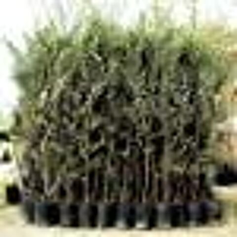 PLANTS D'OLIVIES 9 Entraigues-sur-la-Sorgue (84)