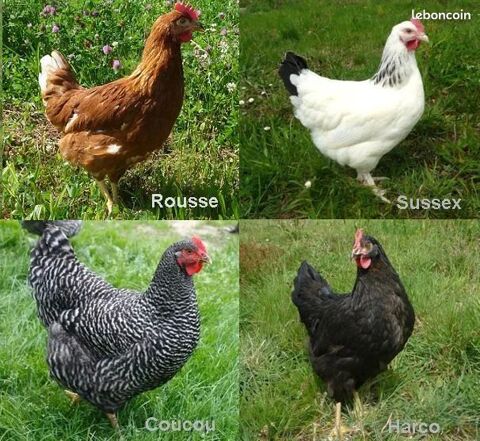 Poule pondeuse rousse, sussex, harco, coucou, bleu cendr&eacute; :) 23 77540 Courpalay