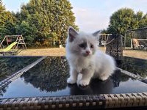   Chatons Ragdoll 