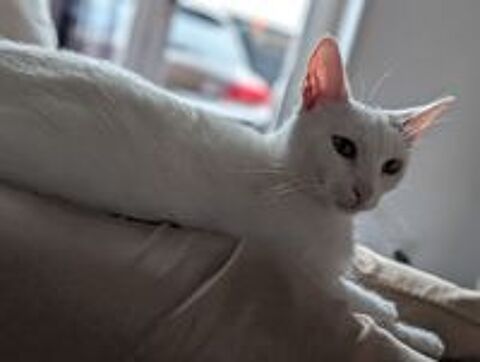   Tilla 