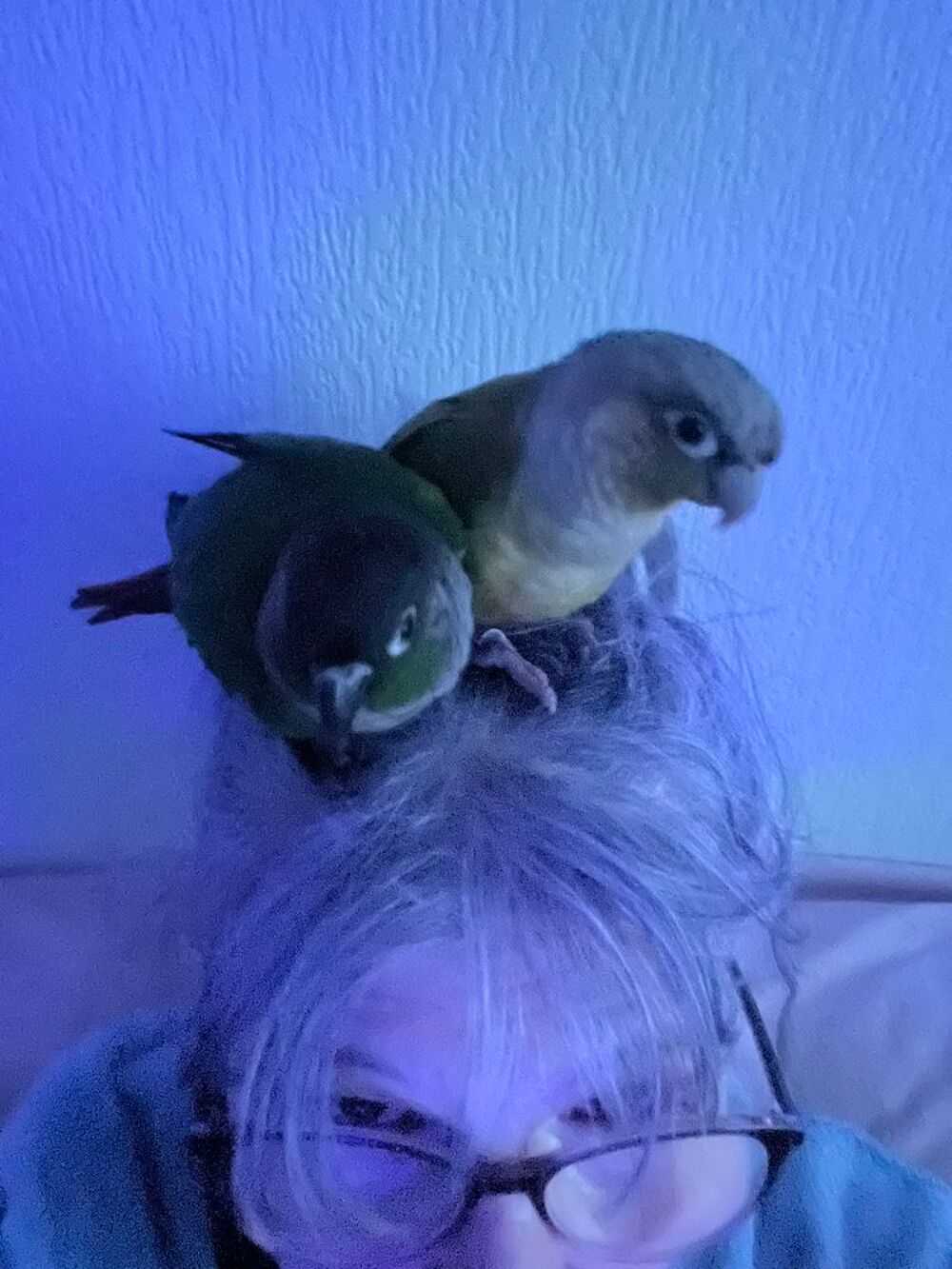   Petite cornuR 
