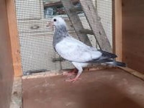   JEUNES PIGEONS COULEUR MOSAIQUE 