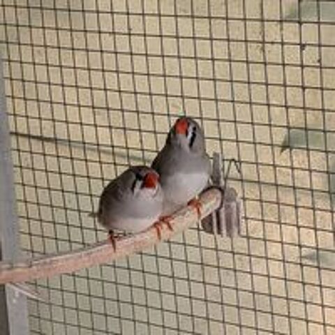   Couples mandarins 2026 