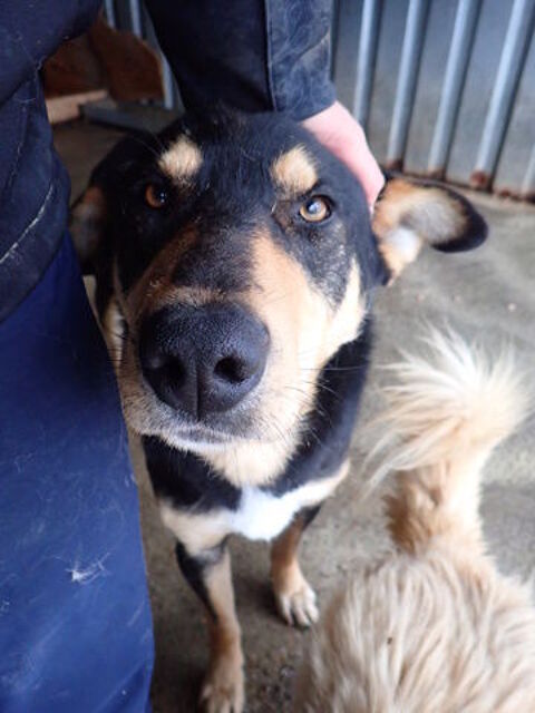 Elton &agrave; l'adoption 300 38000 Grenoble