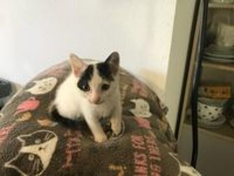   BAMBOU à l'adoption 