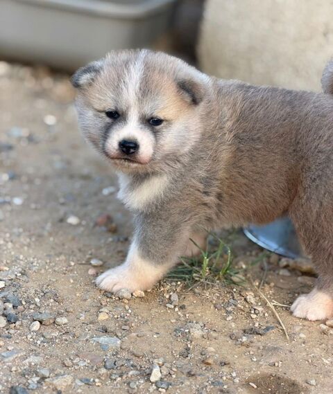 🐺 Akita Inu LOF haut de gamme � Blanc 🤍 bring&eacute; 🩶 Roux 🧡 � Tests sant&eacute; RAS 🩺 � Origines japonaises prestigieuses 1790 66450 Pollestres