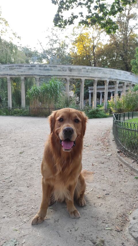 Saillie Golden Retriever 94550 Chevilly-larue