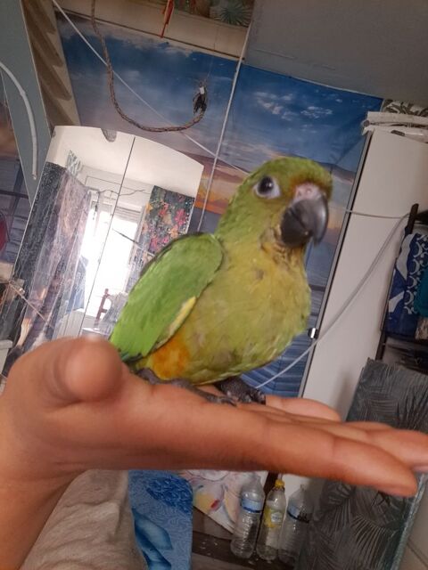 Conure aratinga hyper douce et calme 130 94120 Fontenay-sous-bois