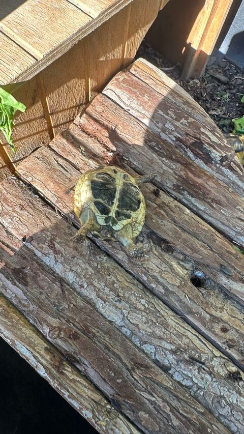 Mes petites choupinette (ILE DE FRANCE) 100 91800 Brunoy