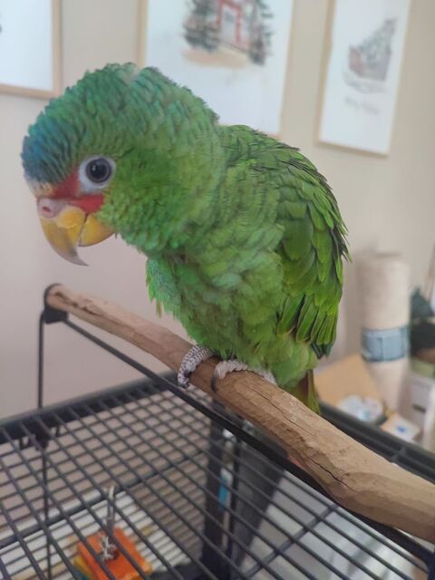 Perroquet Amazone Nana eam 550 56250 La vraie-croix