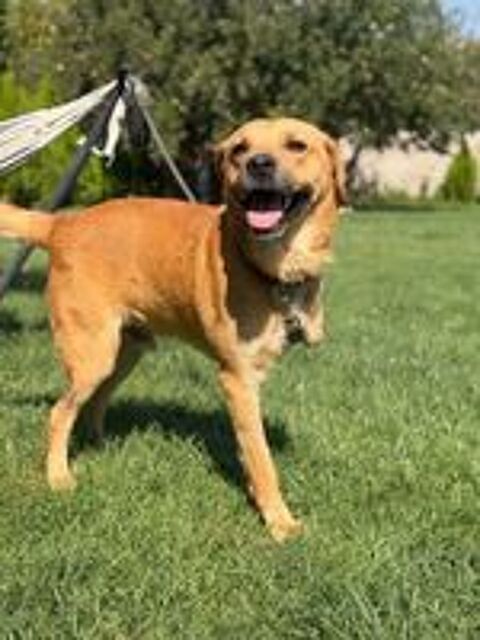   NORMAN 4 ANS TRIPATTES 
