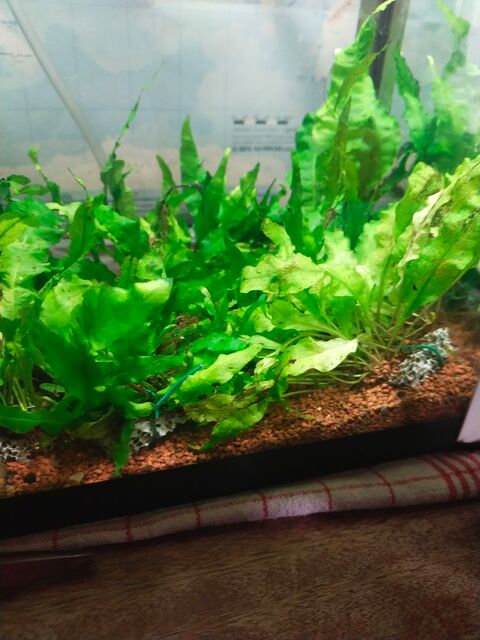 Crevette red cherry 0 07370 Ozon