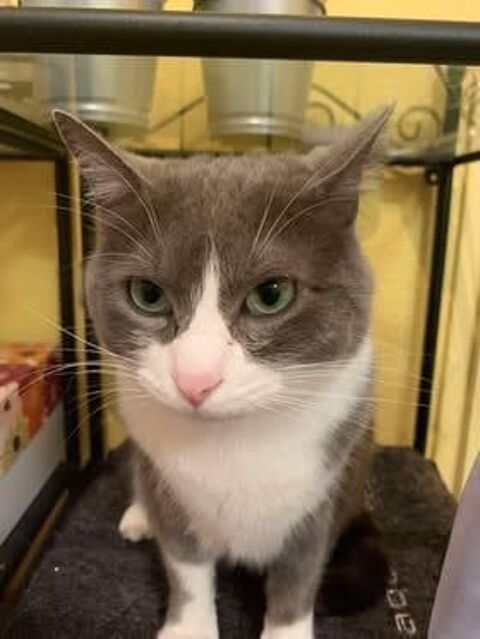 Chat MAYA  l adoption 26600 Chanos-curson