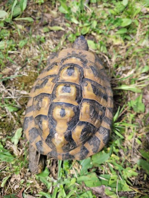 Tortue mâle âgé de 18 ans à récupérer 06 ou 83 100 06530 Peymeinade