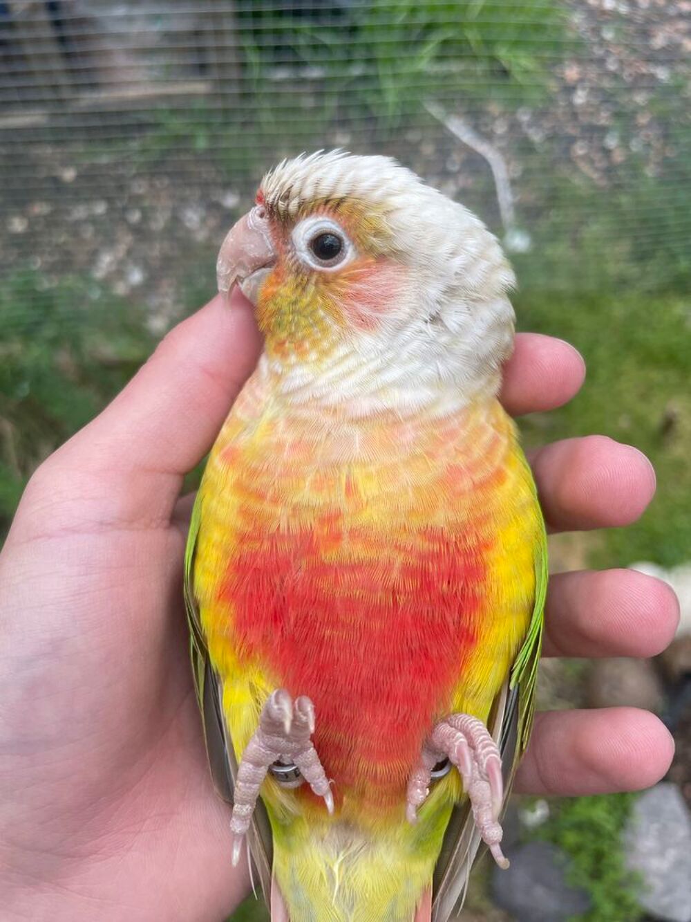 couple Conures Eam avec papier Jardin