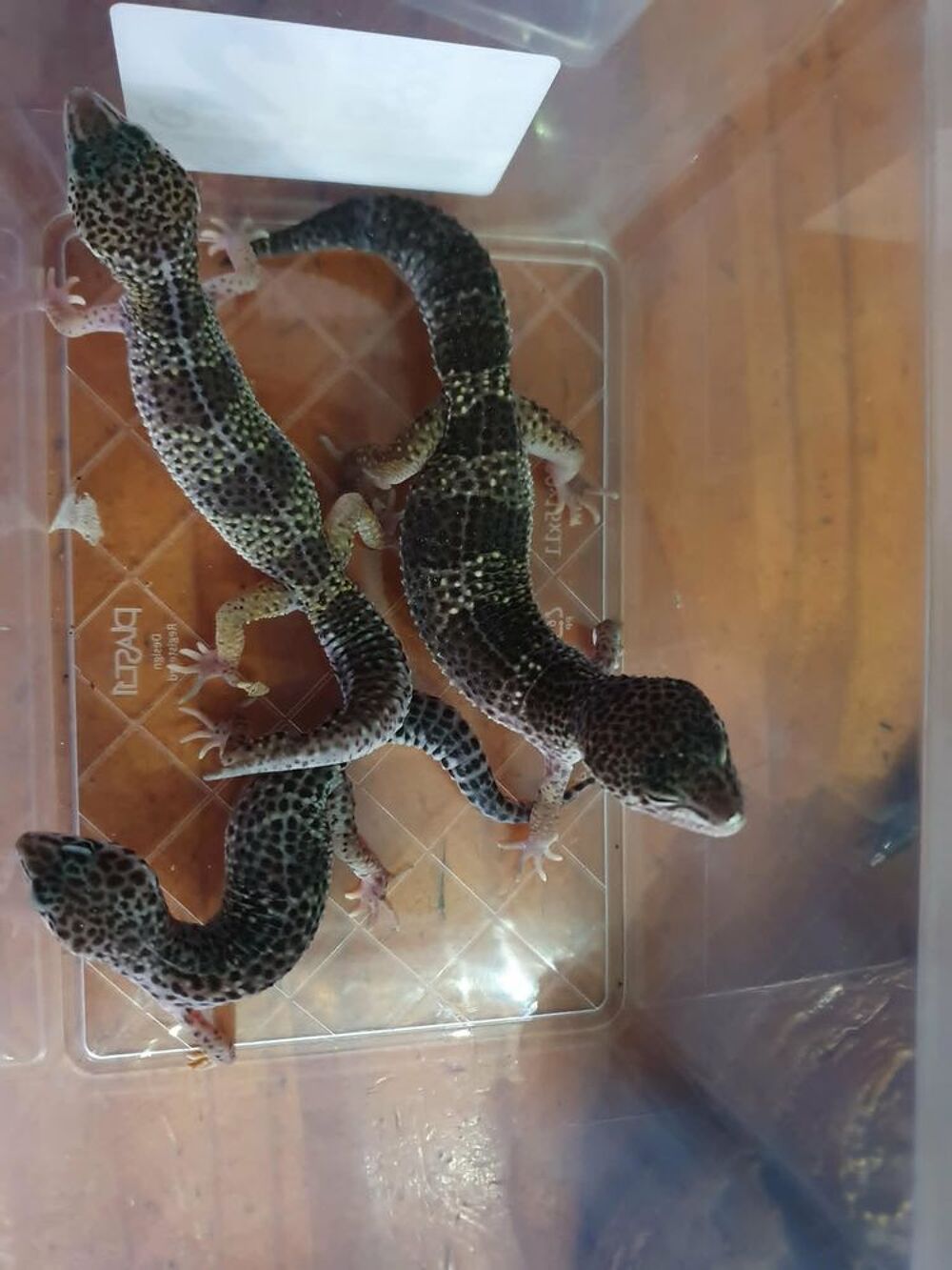   gecko leopard bb et sub suite a arret 