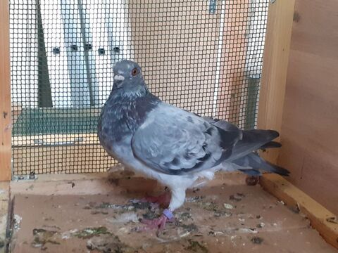 COUPLE DE PIGEONS TYPE VOYAGEUR ADULTES 15 33130 B�gles