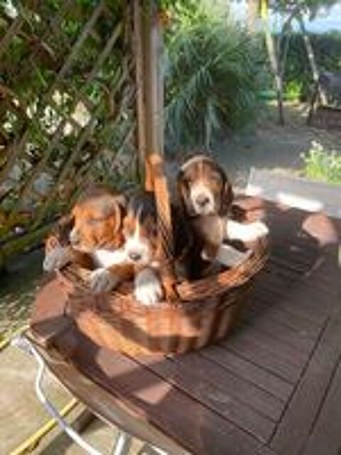  Chiots beagle LOF  