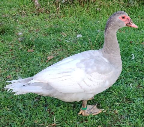 Canards de Barbarie 35 79120 Rom