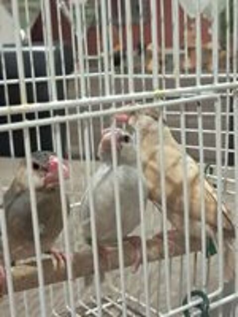     oiseaux 