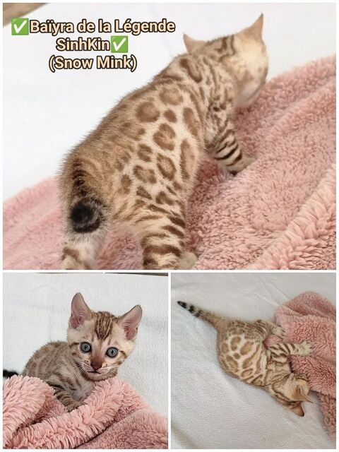 Femelle Bengal LOOF Snow Mink 1500 89310 Annay-sur-serein