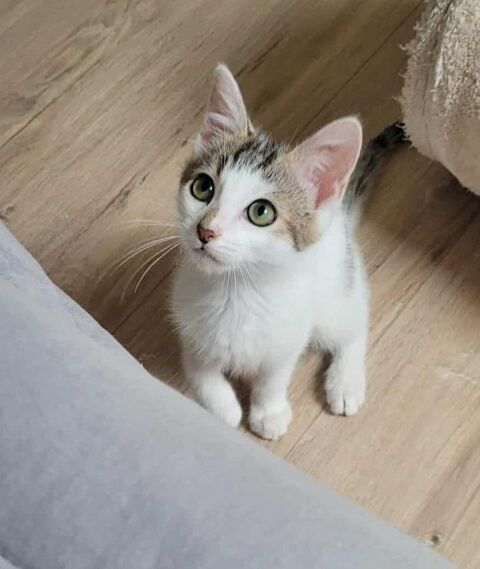 AROU 150 22100 Saint-hlen