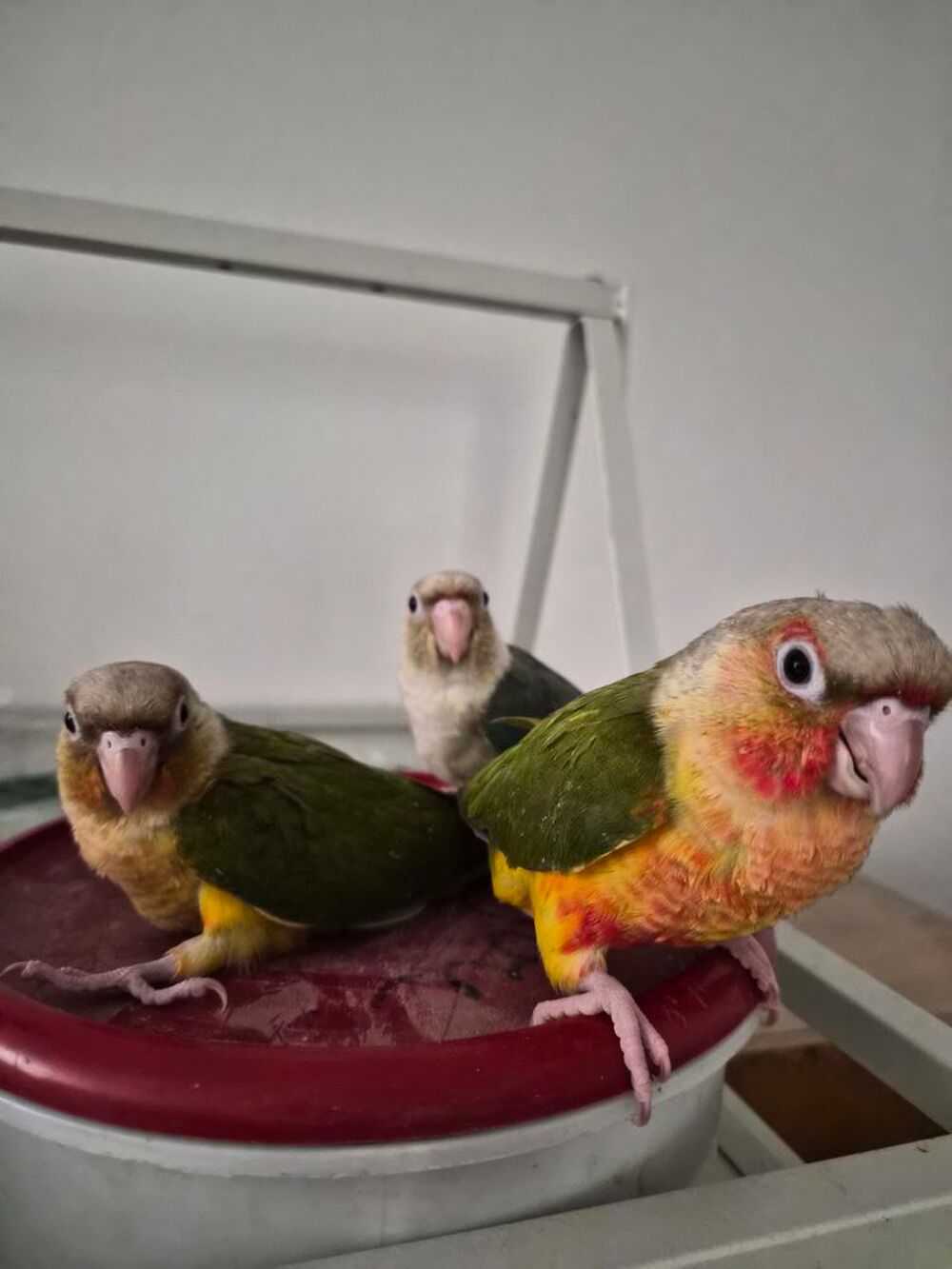   Oiseaux pyrrhura  