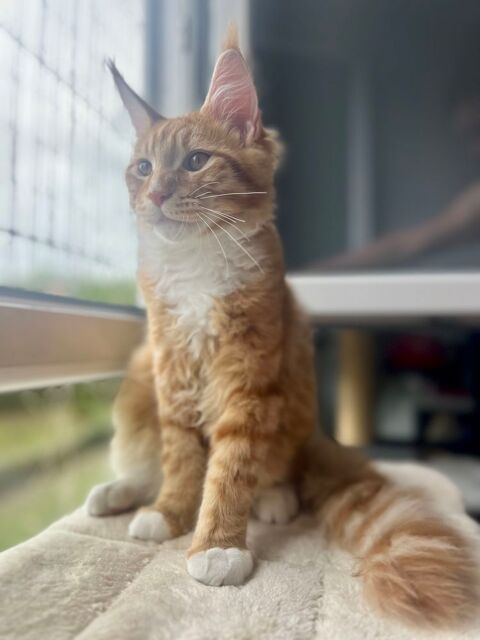 Chatons maine coon LOOF 950 78200 Mantes-la-jolie