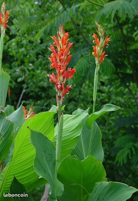 CANNA rouge 3 Castelnaudary (11)