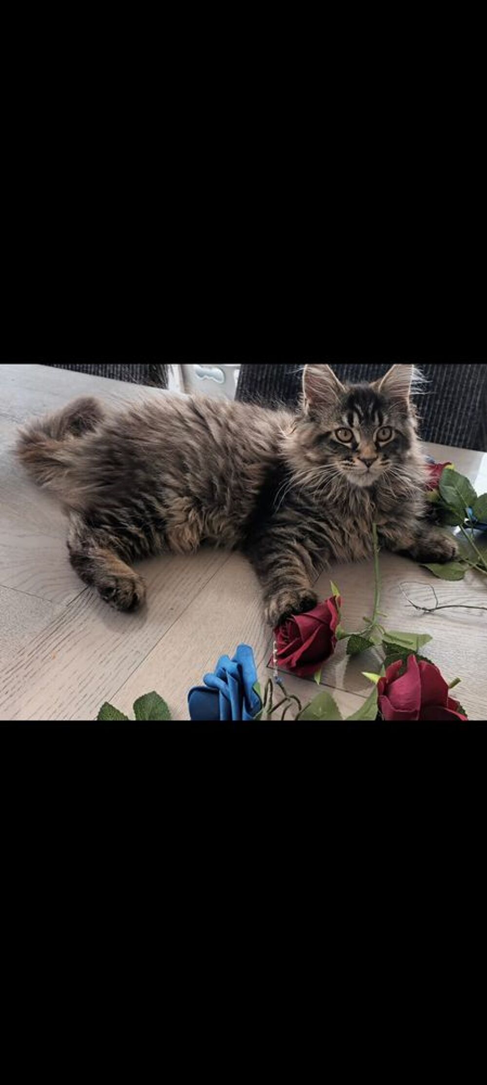   Maine coon  femelle loof 