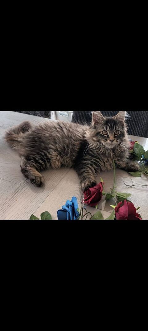 Maine coon  femelle loof 1000 62850 Alquines