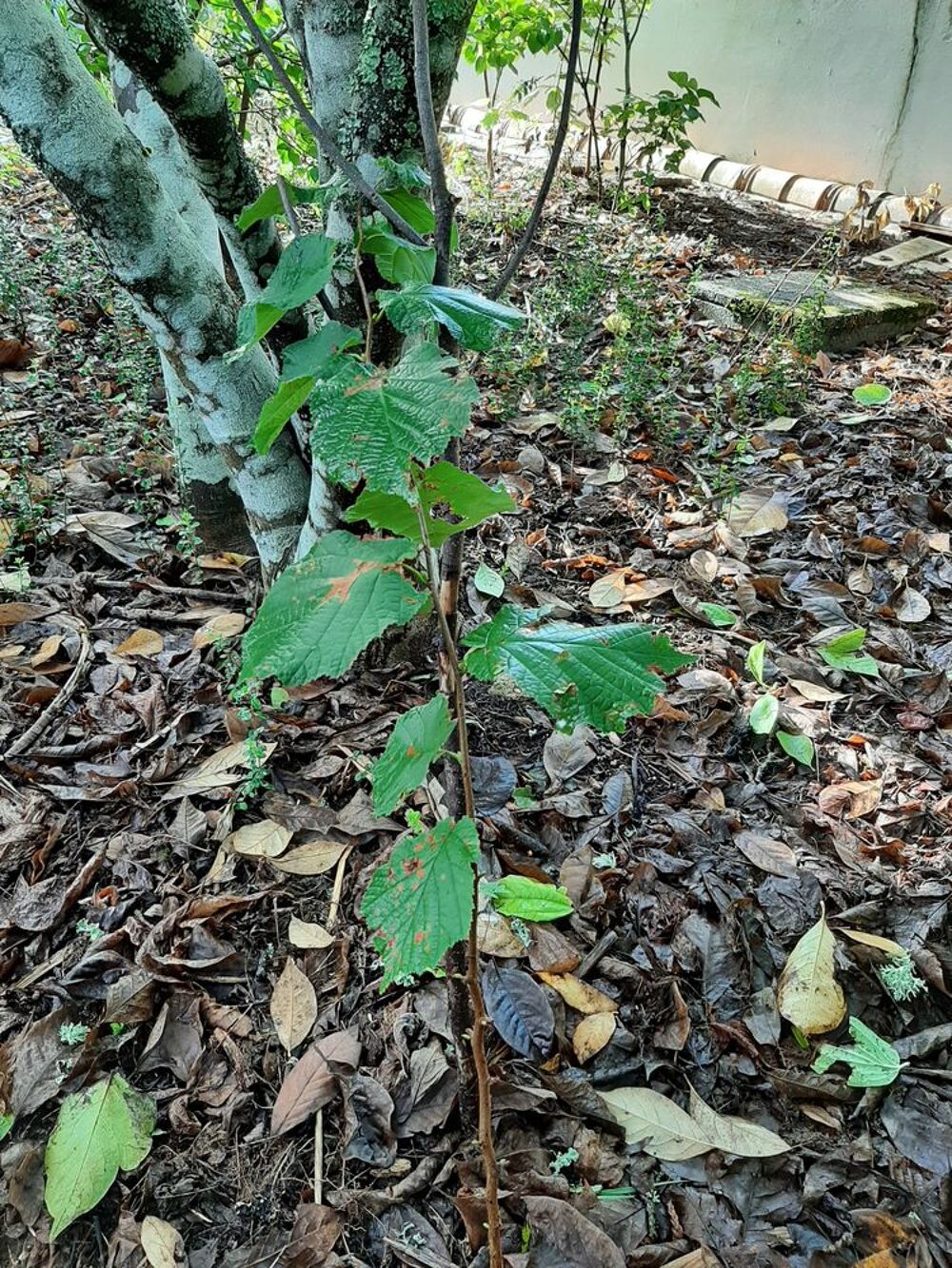 ARBRE NOISETIER fruits &agrave; coque Jardin