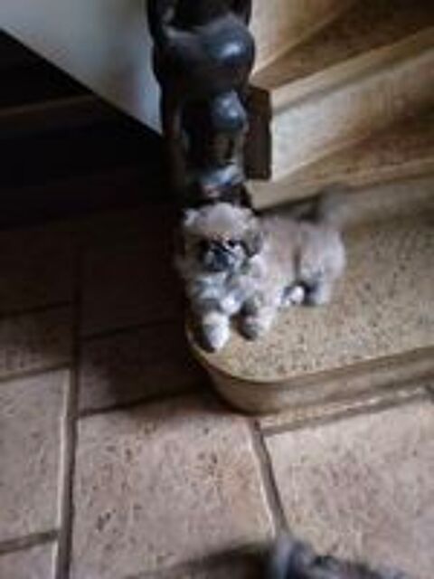   Chiot pékinois 