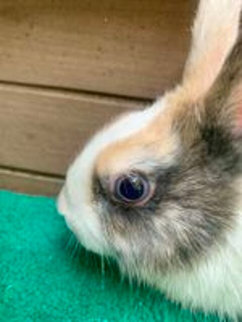   Petits lapins nains japonais 