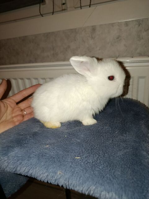 B&eacute;b&eacute; Minilop/Belier nain 0 59168 Boussois