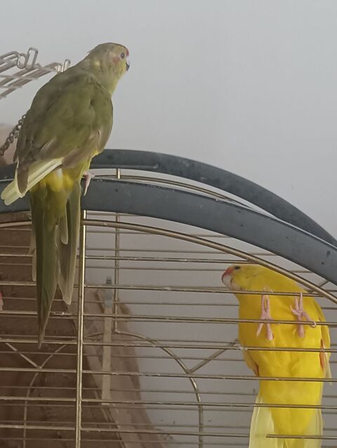 Deux m&acirc;le kakariki 40 40700 Hagetmau