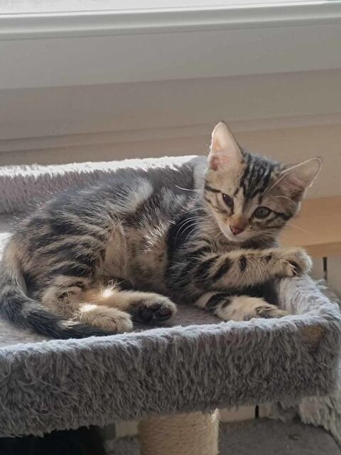 Finn, Merlin & Willy 230 69150 Dcines-charpieu