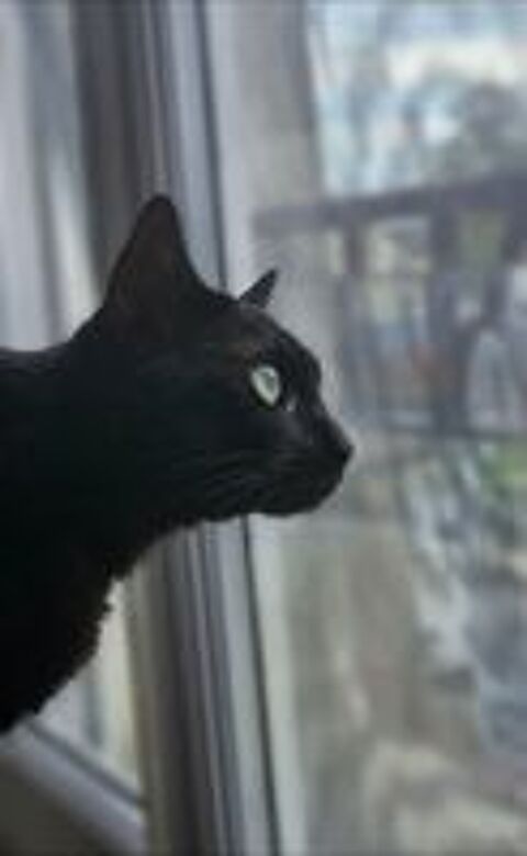  SHADOW 